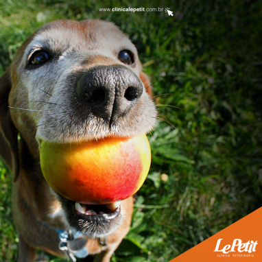 As frutas são saudáveis para o meu cão? 