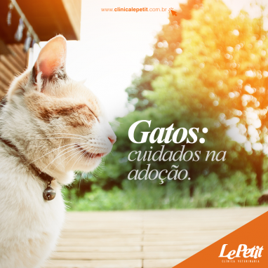 Cuidados na adoção de gatos 