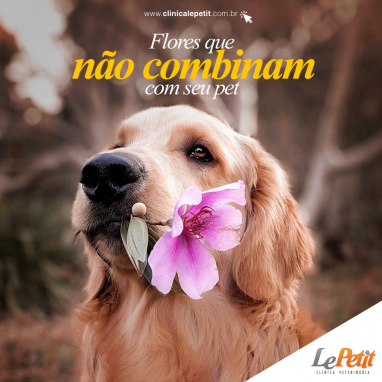 Flores para evitar quando você tem um pet.