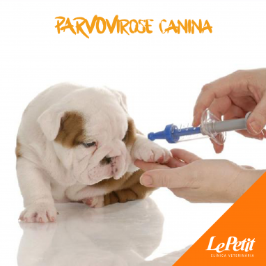 Parvovirose canina