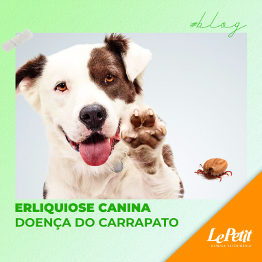 Erliquiose canina