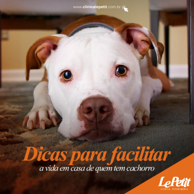 Dicas para facilitar a vida de quem tem cachorro em casa!