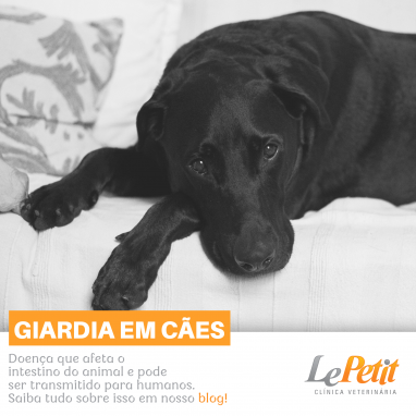 Giardia em cães: o que é? Por que vacinar?