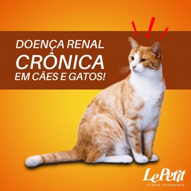 Doença renal crônica em cães e gatos